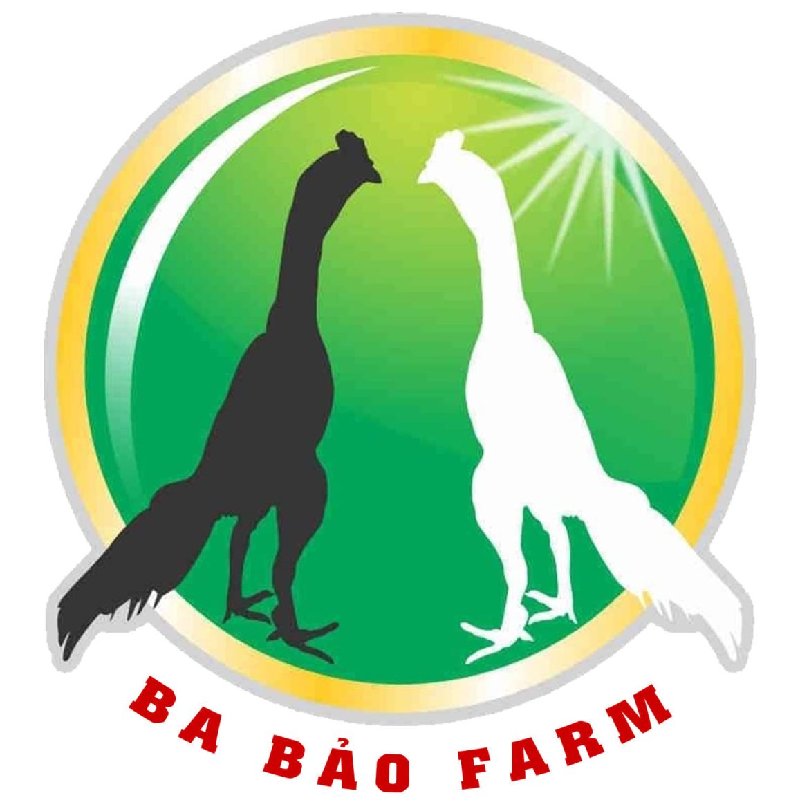 Trại Gà Nòi Ba Bảo Farm – Câu chuyện của người tiên phong