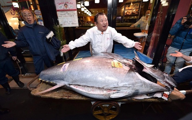 Có giá kỷ lục 3 triệu – đây là lý do tại sao cá ngừ vây xanh lại đắt đến thế
