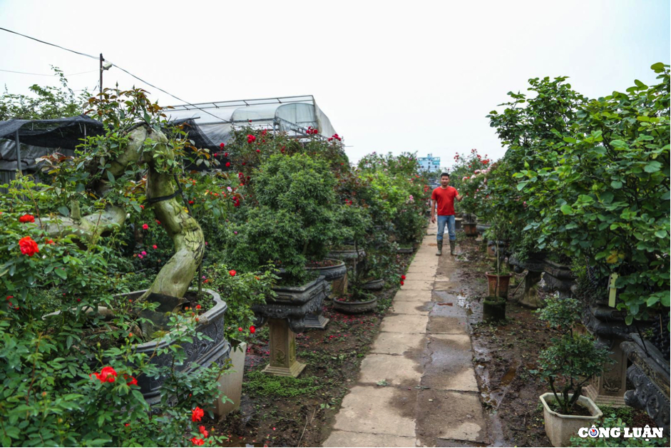 Chàng trai 9x với thú chơi hoa hồng bonsai