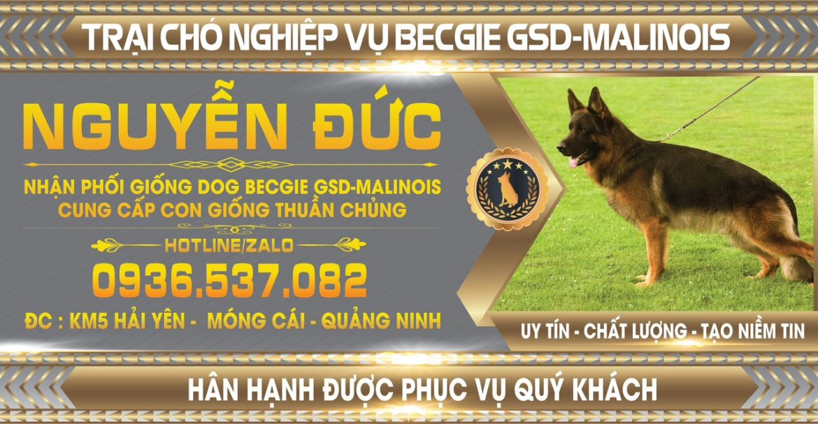 “Anh Nguyễn Đức – Chuyên gia phối giống và cung cấp chó giống thuần chủng Becgie và Malinois tại Quảng Ninh: Uy tín và chất lượng hàng đầu”