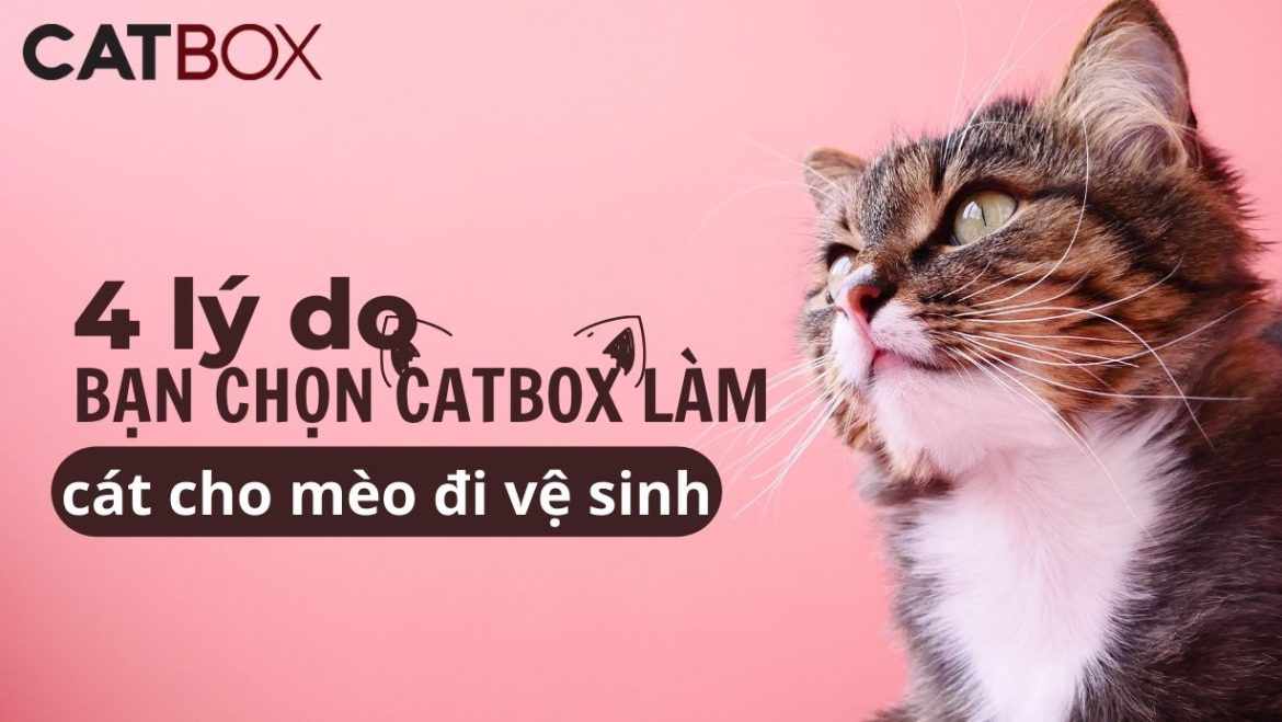 4 Lý Do Bạn Chọn Catbox Làm Cát Cho Mèo Đi Vệ Sinh